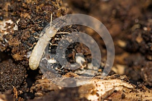 Eastern Subterranean Termite Nymph - Reticulitermes flavipes