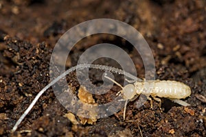 Eastern Subterranean Termite Nymph - Reticulitermes flavipes