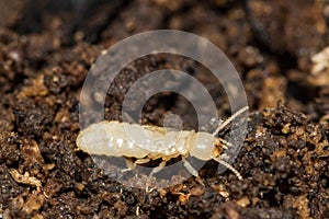 Eastern Subterranean Termite Nymph - Reticulitermes flavipes