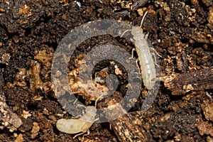 Eastern Subterranean Termite - Reticulitermes flavipes