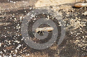 eastern subterranean termite - Reticulitermes flavipes - the most common termite found in North America and are the most