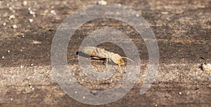 eastern subterranean termite - Reticulitermes flavipes - the most common termite found in North America and are the most
