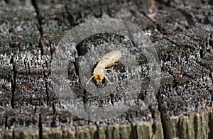 eastern subterranean termite - Reticulitermes flavipes - the most common termite found in North America and are the most