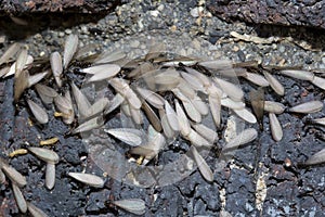 Eastern subterranean termites, Winged termites, Reticulitermes flavipes