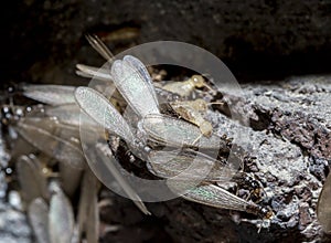 Eastern subterranean termites, Winged termites, Reticulitermes flavipes