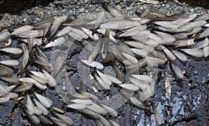 Eastern subterranean termites, Winged termites, Reticulitermes flavipes