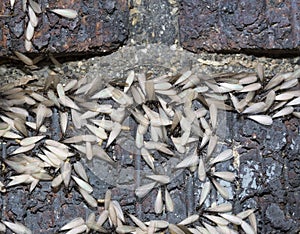 Eastern subterranean termites, Winged termites, Reticulitermes flavipes