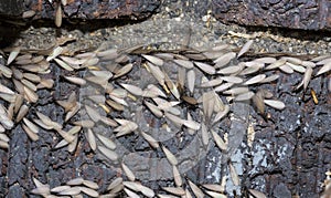 Eastern subterranean termites, Winged termites, Reticulitermes flavipes