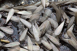 Eastern subterranean termites, Winged termites, Reticulitermes flavipes