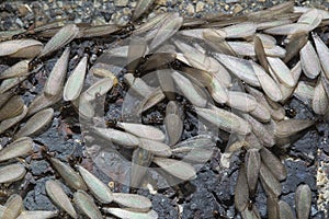 Eastern subterranean termites, Winged termites, Reticulitermes flavipes