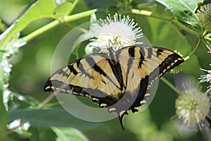 A swallowtail butterfly having some lunch.