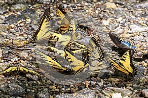 Eastern Swallowtail Butterflies