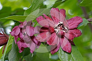 Eastern sweetshrub flowers