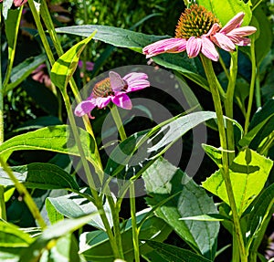 The Eastern tailed blue butterfly Cupido comyntas butterfly on coneflower photo