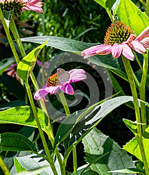 The Eastern tailed blue butterfly Cupido comyntas butterfly on coneflower photo