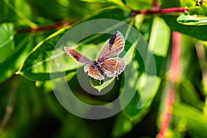 Eastern tailed blue butterfly, Cupido comyntas, on green plant photo