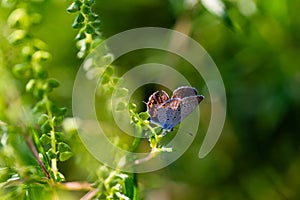 Eastern tailed blue butterfly on green plant with blurred background