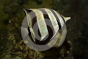 Eastern talma,  truncate coralfish  Chelmonops truncatus.