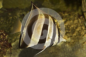 Eastern talma,  truncate coralfish  Chelmonops truncatus.