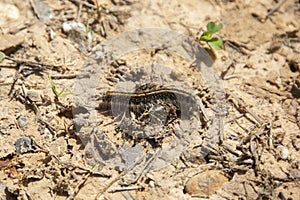 Eastern Tent Caterpillar