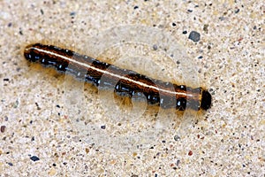 Eastern Tent Caterpillar  807208