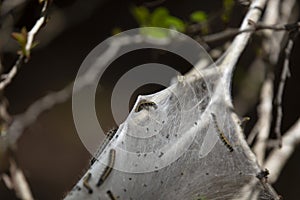 Eastern Tent Caterpillar