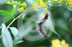 Eastern tent caterpillar feeding on plant