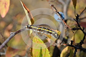 Eastern Tent caterpillar hairy with red and white spots crawling on twig top view