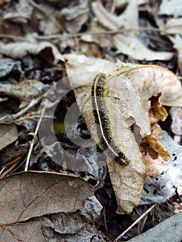 Eastern Tent Caterpillar on a Leaf