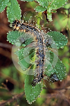 Eastern tent caterpillar (Malacosoma americanum)