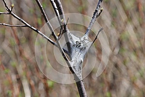 Eastern Tent Caterpillar -Malacosoma americanum