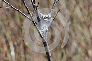 Eastern Tent Caterpillar -Malacosoma americanum