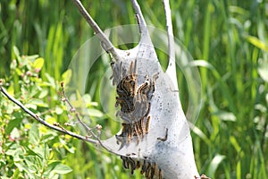 Eastern Tent Caterpillar -Malacosoma americanum