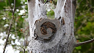 Eastern Tent Caterpillar, Malacosoma americanum, hatch