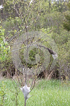 Eastern tent Caterpillar Malacosoma americanum outside of Nest