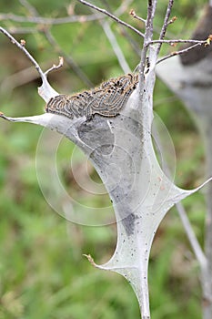 Eastern tent Caterpillar (Malacosoma americanum)