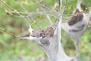 Eastern tent Caterpillar (Malacosoma americanum)