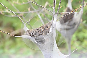 Eastern tent Caterpillar Malacosoma americanum