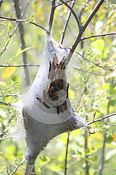 Eastern tent Caterpillar Malacosoma americanum