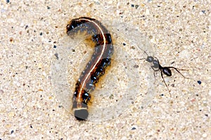 Eastern Tent Caterpillar  807213