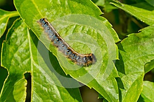 Eastern Tent Caterpillar Moth - Malacosoma americana