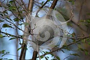 Eastern Tent Caterpillar Nest