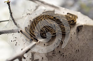 Eastern Tent Caterpillar