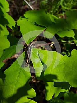 Eastern Tent Caterpillar