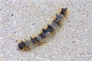 Eastern Tent Caterpillar Plays Dead  807206