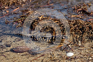 Eastern Tiger Salamander