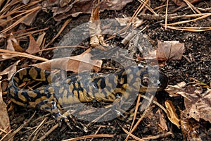 Eastern Tiger Salamander