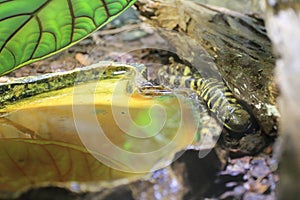 Eastern Tiger Salamander