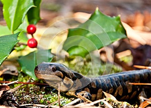 Eastern Tiger Salamander