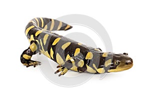 Eastern Tiger Salamander